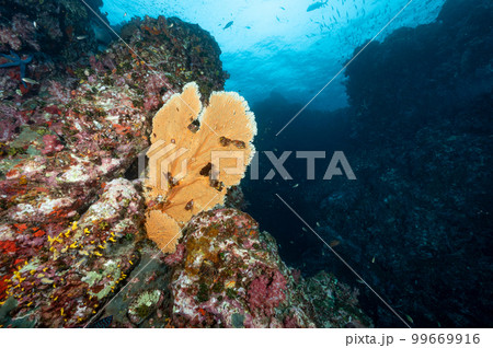 Sea Fan with colorful soft coral reef in Thailand 99669916
