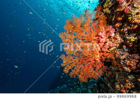 Sea Fan with colorful soft coral reef in Thailand Sea Fan with colorful soft coral reef in Thailand 99669968