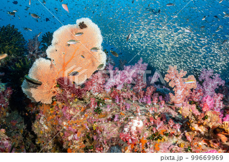 Sea Fan with colorful soft coral reef in Thailand 99669969