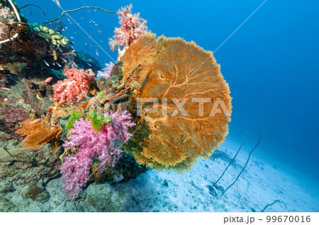 Sea Fan with colorful soft coral reef in Thailand 99670016