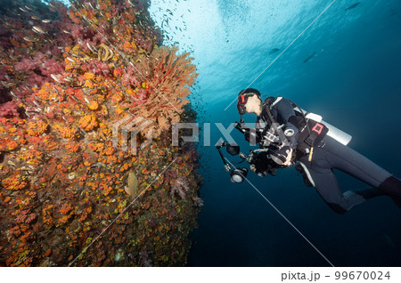 Scuba dive looking at coral reef at Richelieu Rock, Thailand Scuba dive looking at coral reef at Richelieu Rock, Thailand 99670024