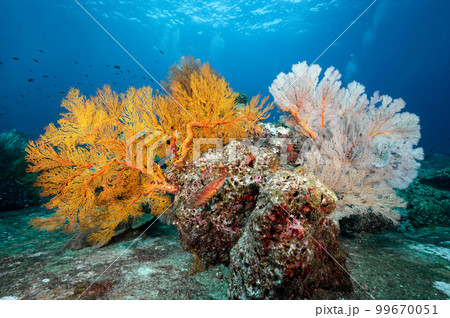 Colorful Gorgonian Sea Fan coral at Tachai Pinnacle in Thailand 99670051