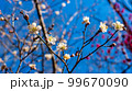 さわやかな白い花 99670090