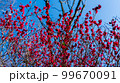あざやかな色の花 99670091