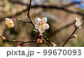 さわやかな白い花 99670093