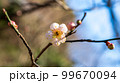 さわやかな白い花 99670094