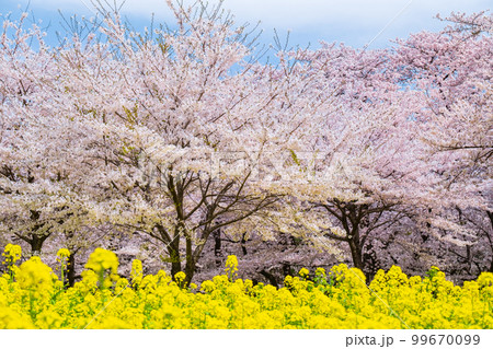 赤城南面千本桜と菜の花 99670099