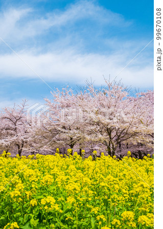 赤城南面千本桜と菜の花 99670108