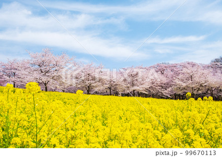 赤城南面千本桜と菜の花 99670113