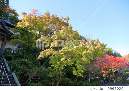 色づくモミジの葉 99670204