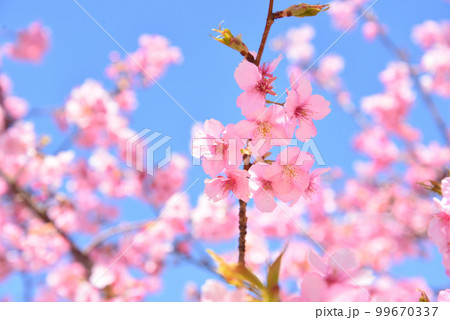 満開の河津桜 99670337