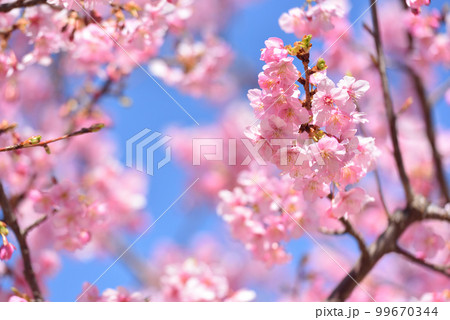 満開の河津桜 99670344