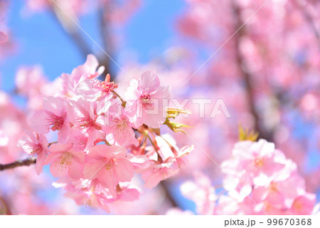満開の河津桜 満開の河津桜 99670368