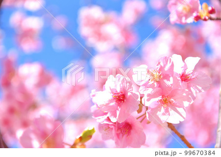 満開の河津桜 満開の河津桜 99670384
