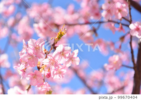 満開の河津桜 99670404