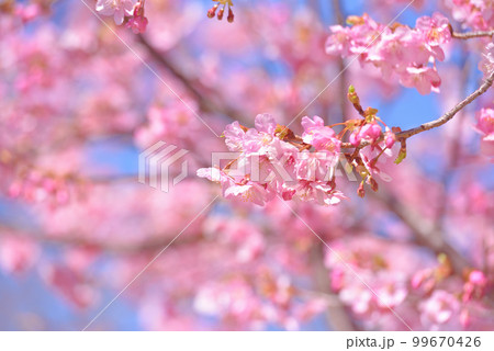 満開の河津桜 99670426