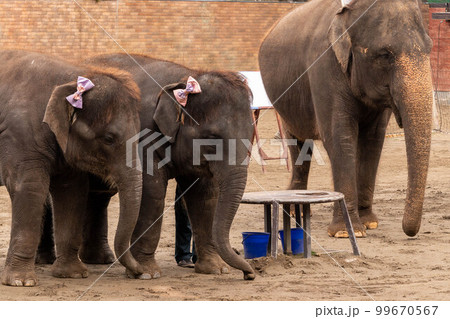 象のショー　市原ぞうの国 99670567