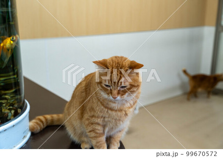 かわいい猫 市原ぞうの国 かわいい猫 市原ぞうの国 99670572