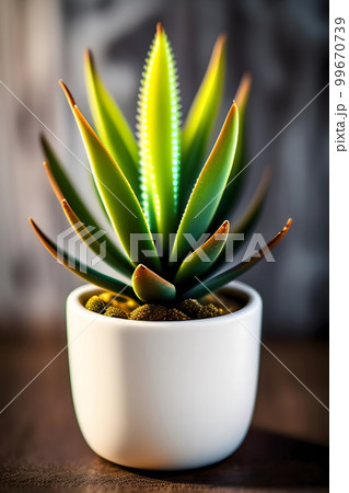 観葉植物の植木鉢 プランター アロエ 観葉植物の植木鉢 プランター アロエ 99670739
