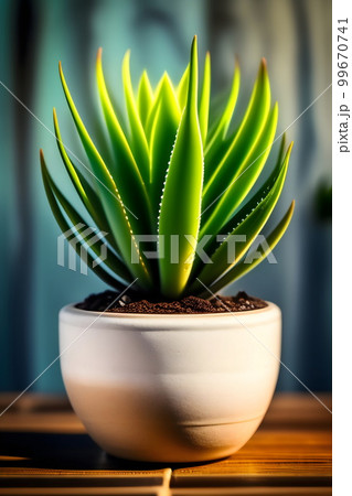 観葉植物の植木鉢 プランター アロエ 観葉植物の植木鉢 プランター アロエ 99670741