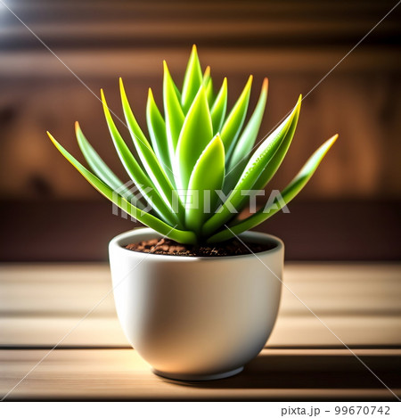 観葉植物の植木鉢 プランター アロエ 観葉植物の植木鉢 プランター アロエ 99670742