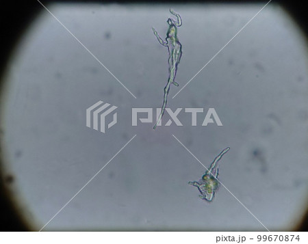 水中植物の発根 水中植物の発根 99670874