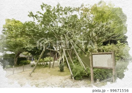 水彩画風　白毫寺　五色椿　奈良県奈良市 99671556