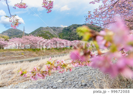 河津川沿いの河津桜並木 河津川沿いの河津桜並木 99672088