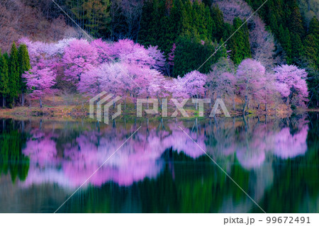中綱湖の桜 99672491