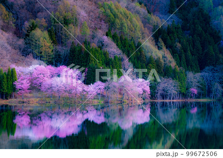 中綱湖の桜 99672506