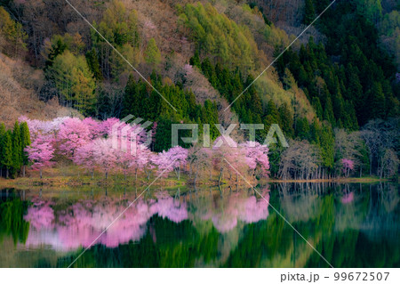 中綱湖の桜 99672507