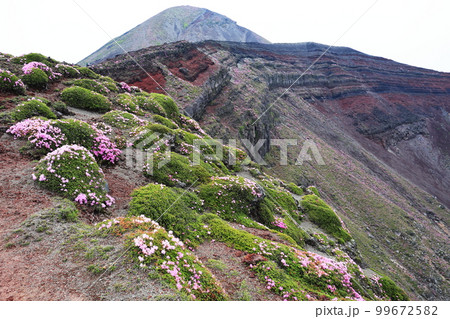 御鉢の斜面に咲くミヤマキリシマ 御鉢の斜面に咲くミヤマキリシマ 99672582