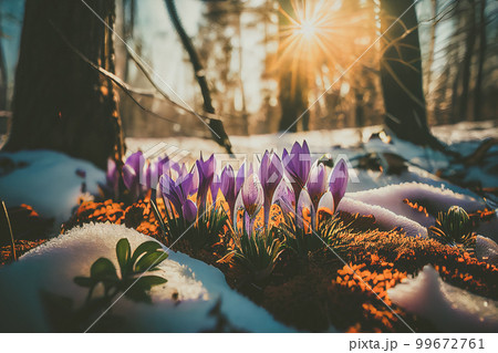 The first spring flowers, crocuses in a forest with snow background also have copy space for text The first spring flowers, crocuses in a forest with snow background also have copy space for text 99672761