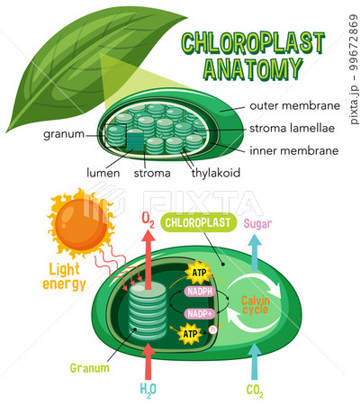 Diagram of Chloroplast Anatomy for Biology and Life Science Education 99672869