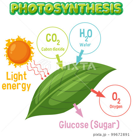 Diagram of Photosynthesis for biology and life science education 99672891