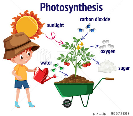 Diagram of Photosynthesis for biology and life science education 99672893