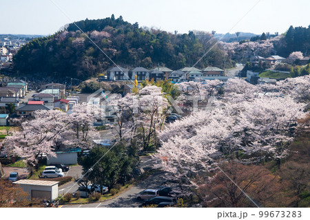 千手山公園の桜 99673283