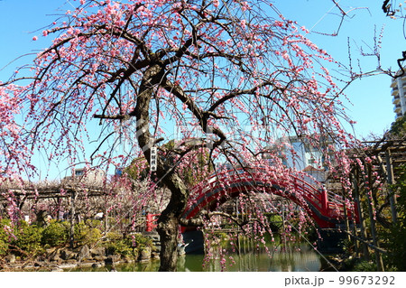 亀戸天神の梅まつり　しだれうめと太鼓橋　呉服枝垂　紅梅　東京都江東区亀戸 99673292