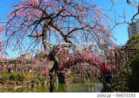 亀戸天神の梅まつり　しだれうめと太鼓橋　呉服枝垂　紅梅　東京都江東区亀戸 99673293