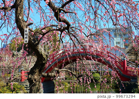 亀戸天神の梅まつり　しだれうめと太鼓橋　呉服枝垂　紅梅　東京都江東区亀戸 99673294