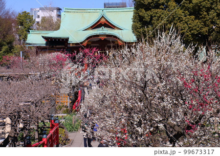 亀戸天神の梅まつり　うめ　紅梅　白梅　東京都江東区亀戸 99673317
