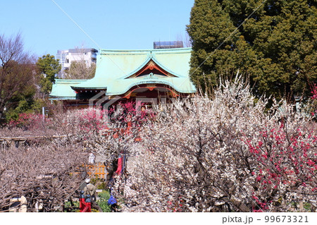 亀戸天神の梅まつり うめ 紅梅 白梅 東京都江東区亀戸 亀戸天神の梅まつり うめ 紅梅 白梅 東京都江東区亀戸 99673321