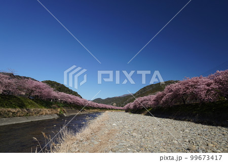 河津桜 河津桜 99673417
