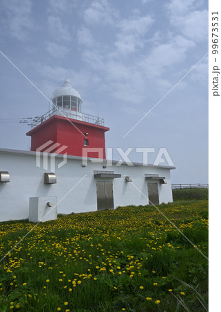 タンポポと湯沸岬灯台 タンポポと湯沸岬灯台 99673531