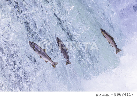 北海道斜里川のさくらの滝で見られるサクラマス遡上の風景 99674117