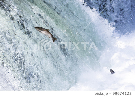 北海道斜里川のさくらの滝で見られるサクラマス遡上の風景 北海道斜里川のさくらの滝で見られるサクラマス遡上の風景 99674122