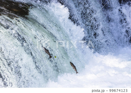 北海道斜里川のさくらの滝で見られるサクラマス遡上の風景 北海道斜里川のさくらの滝で見られるサクラマス遡上の風景 99674123