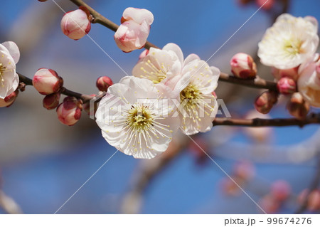 早春の偕楽園　白梅の花の咲く風景（アップ） 99674276