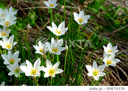 ゼフィランサス 99674336