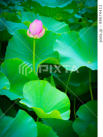 lotus flower in pink - Stock Photo [99674411] - PIXTA